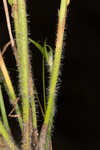 Dwarf umbrella-sedge